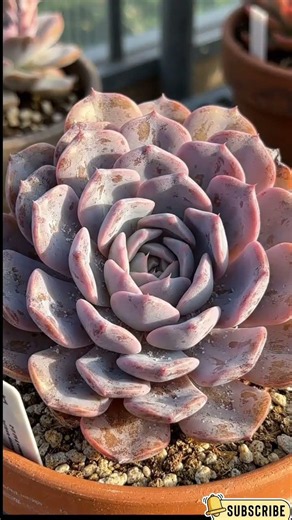 Tiny Succulent Becomes a Giant Cluster 🌱 Time Lapse Growth
