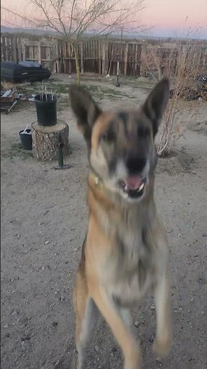 Good job Coco - our Belgian Malinois