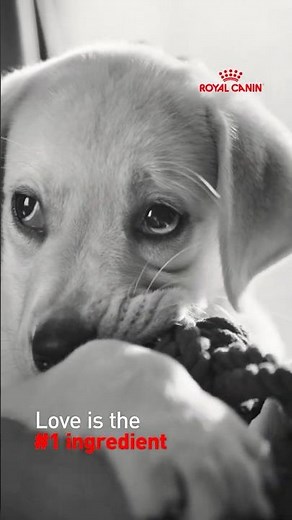 Royal Canin Puppy Food for your puppy’s healthy start