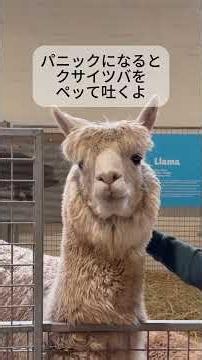 アルパカの意外すぎる６つの秘密