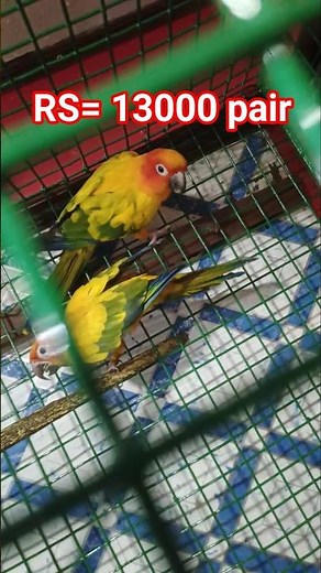 sun conure bird price // conure bird price