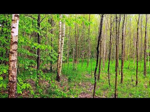 Relaxing Bird Sounds for Sleep 🌿 11 Hour Nature Ambient Sound