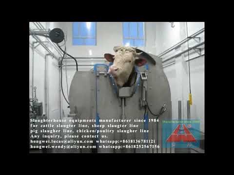 How cattle halal ritual kosher rotary killing box works Cow abattoir slaughtering equipment supplier