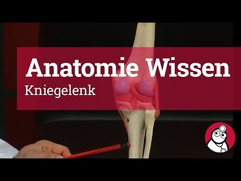 Anatomie-Wissen: Kniegelenk