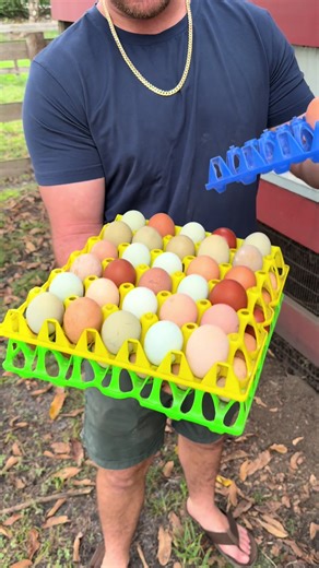 Choose Your Favorite Colored Egg: Blue, Green, or Brown?