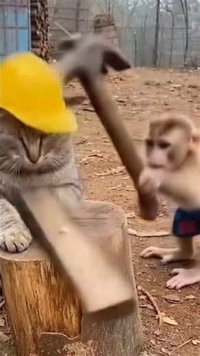 Cat vs Monkey 🐈 🐵 #shorts #shortsfeed #shortvideo