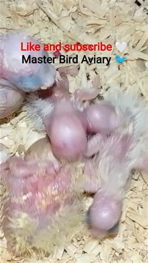 master Bird Aviary 🐦
