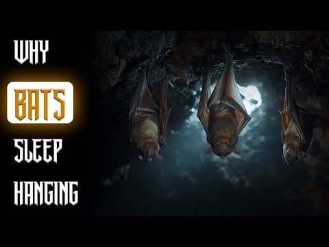 Why Bats Sleep Hanging?...