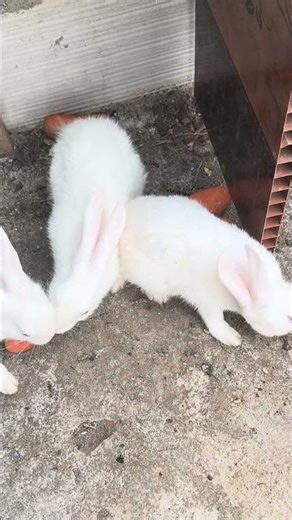 Feeding Rabbit#ytshorts#shorts#shortsfeed#Animals#