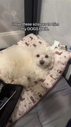 Best Scissors for Dog Grooming: A Must-Have for Pet Owners