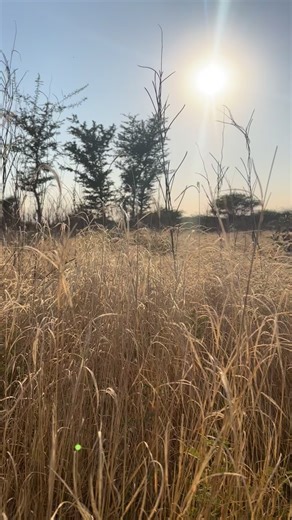 Un nouveau cycle s’ouvre. Sans bruit. Sans promesse à tenir. Sans compte à rebours. Ici, au Lodge Dalaal Diam, on ne force rien. On observe. On écoute la terre, les animaux, le vent dans les arbres. On laisse les choses reprendre leur juste place. Ce cycle qui commence n’a pas besoin d’être nommé. Il invite simplement à plus de présence, plus de douceur, plus de vérité. Que chacun avance à son rythme. Que ce qui doit s’alléger s’allège. Que ce qui doit naître trouve sa voie. Bienvenue dans ce te