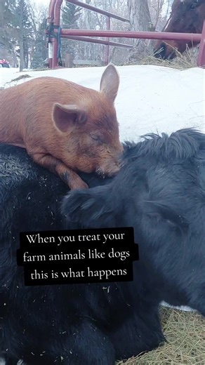 Joyful Farm Animals: The Best Friends of Durocs and Angus