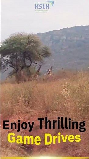 Kenya Safari Holidays | Explore the Best Wildlife Safari Adventures in Kenya