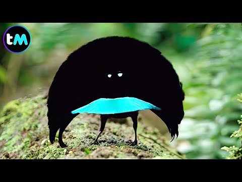 The 10 Rarest Birds in the World 🐦🤯