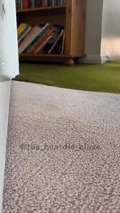 Step aside, human. The King is heading to his throne (and by throne, I mean that one specific sunny spot on the carpet) - Dave . . . . . . . . #beardeddragon #lizard #reptile #beardie #reptilesofinstagram | the_beardie_blaze