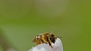 Honey bee populations are continuing to decline sharply, researchers say