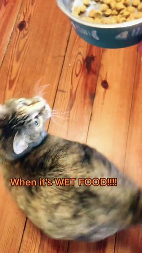 Adorable Chonky Cats Dancing Happily