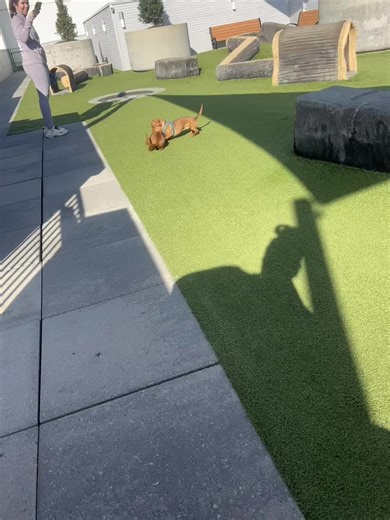 A Little Noise for Puppy Playtime with Cavapoos