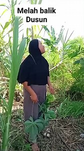 Ndak ncairka Rego Kupi mahal | Elisa