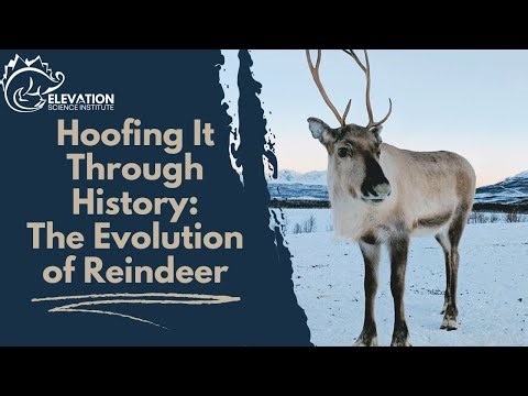 Hoofing It Through History: The Evolution of Reindeer