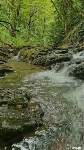 Forest Ambience Sound Effects for Deep Sleep 🌙 Relaxing ASMR