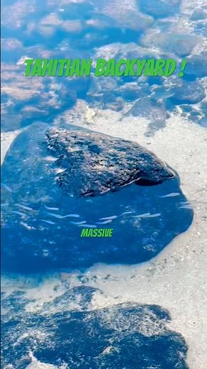 The Magic of Tahitian Backyards: Stunning Beaches & Marine Life Paradise!