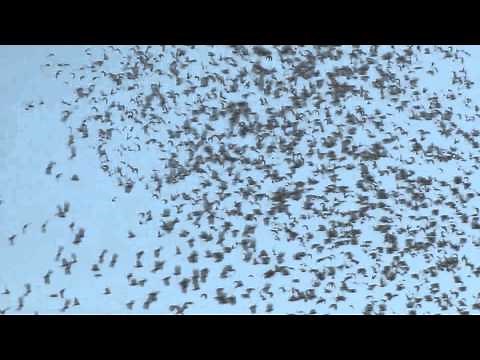 RELEASE OF 6,659 RACING PIGEONS