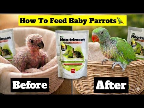 Cute Baby Parrot Feeding Tips: Precise Methods Explained”#babyparrot #handfeeding