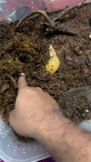 Teja on Instagram: "More snail babies… and this time it shocked me 🐌😳 My Albino Giant Snails had babies again 🤍 But the real surprise was my African Giant Snail — it also had babies, even though it never had a partner after I got it. Here’s the interesting part 👇 Snails are hermaphrodites, which means they have both male and female reproductive organs. Some species can store sperm for months after mating once, and others can even self-fertilize in certain conditions. So yes… one snail can st