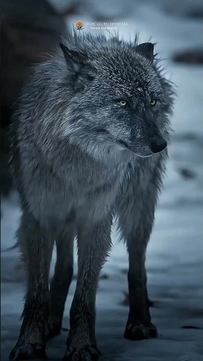 Unleash your Inner Wolf: motivation to embrace the wild within