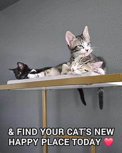 30 reactions | 'Tis the season to spoil your cat!  Get up to 30% OFF modern cat furniture designed to last all nine lives.  Modern designs blend in with your decor  Wash or replace the carpets, cushions, & scratchers  60-day Happy Cat Return Guarantee!  1,000's of happy cats | The Refined Feline | Facebook