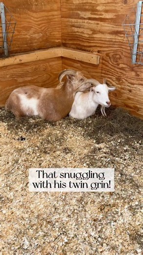 Tonight after we finished evening chores I was walking through the main barn saying goodnight to everyone and saw Leo (the tan goat) snuggling with his twin brother Dante (the white goat). He looked so happy and cozy and then turned and gave me this huge grin! 🥹 Goats form incredibly strong lifelong bonds with their friends and family members. We always see siblings, moms and their kids, best friends, goats who were rescued together seeking each other out for love, snuggles and comfort. When we