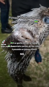 Le diodon hystrix, cousin du fugu au Japon, Pêché dans nos eaux et publié par Nature Gabon. Ce poisson a la particularité de se gonfler en cas de danger ressenti, et de contenir sur certaines parties de son corps, un poison m0#r#t€l | Les pépites du net2
