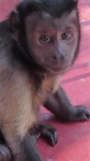 11K views · 607 reactions | Capuchin monkey takes a lime bath #monkey #funny #pets | MonkeyBoo | Facebook