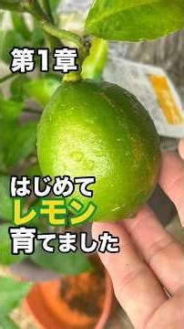 はじめてレモン育てました🍋 第1章｜1月の小さな苗が4月28日まで育つ記録