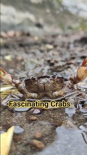 Crab | Facts, Behavior & Unique Features Explained