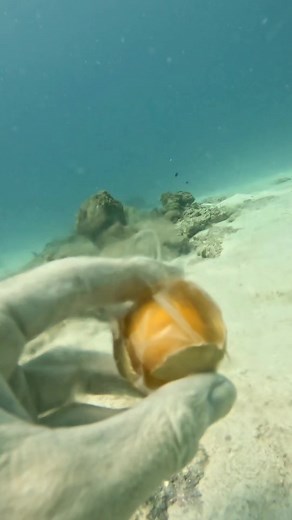 Exploring the Science of Cracking Open a Chicken Egg