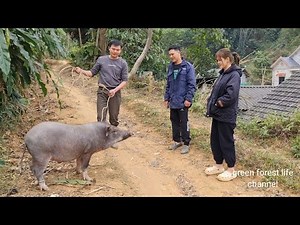 Robert takes pigs to the market to sell and shopping for Tet. Green forest life (ep259)