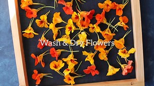 Here's how to easily make a spicy delicious nasturtium flower infused vinegar! Get the recipe here ---> https://www.growforagecookferment.com/nasturtium-flower-infused-vinegar/ | Grow Forage Cook Ferment