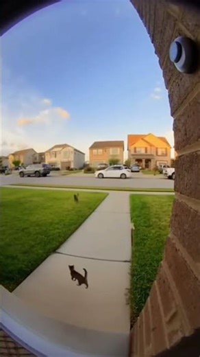 Cat Stack vs. Doorbell Cam 😼 #cats #doorbellcam #trending