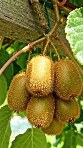 🥝 Kiwi Life Cycle 🌱 | From Seed to Kiwi Fruit | Amazing Nature Journey