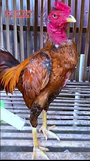 ayam hebat lahir dari perawatan yang benar #ayam #chicken #animals #funny #fyp