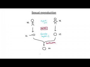 GCSE Biology - B13 Reproduction OVERVIEW