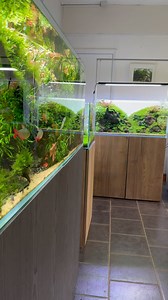 13K views · 802 reactions | Update with the v-shaped Brazilian layout...