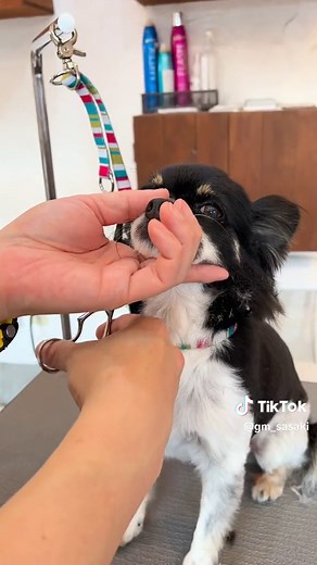 チワワのサマーカットとトリミング技術