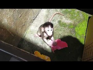 baby monkey , baby monkey and animal stuck in the box