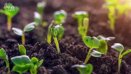 Experts Say Culturing This Alien-Looking Fungi Amongst Trees Could Feed the World and Reduce Carbon in the Air