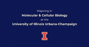 Majoring in Molecular and Cellular Biology at the University of Illinois Urbana-Champaign