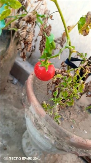 Make your own kitchen garden #kitchengarden #vegetables #subscribe #garden #trending #nature #reels