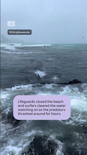Shark feeding frenzy caught at popular Queensland surf spot | ABC NEWS